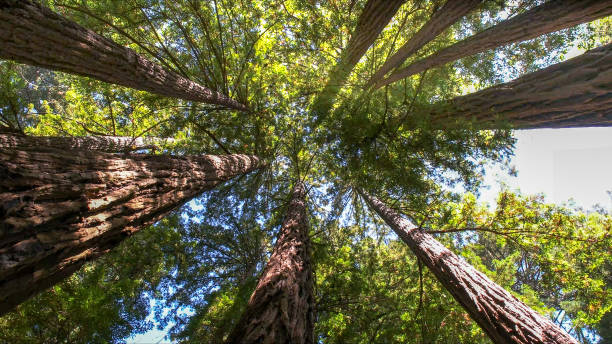 How Our Tree Care Process Works  in  Sheridan, CA